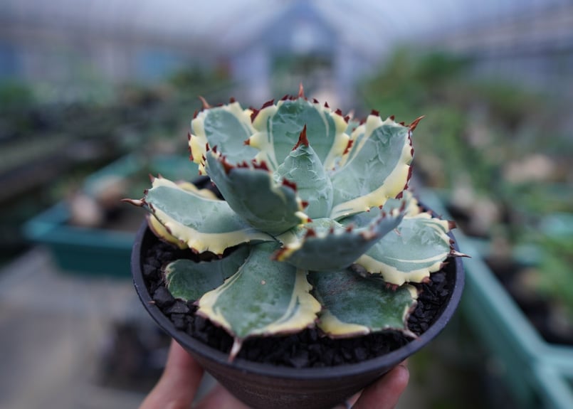 アガベ 兜蟹錦 連棘 Agave isthmensis “Kabutogani” varieg