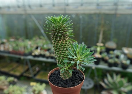 ユーフォルビア　ソテツキリン "パイナップルコーン"　Euphorbia sotetsukirin  No.2