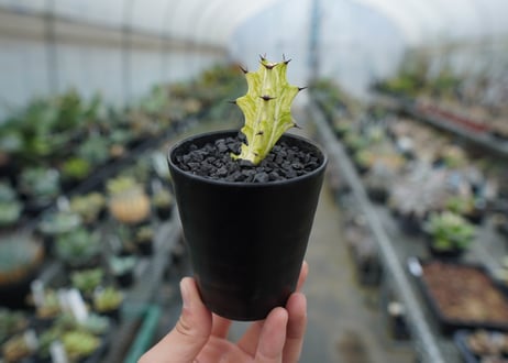 ユーフォルビア　イエローゴースト　Euphorbia lactea Yellow Ghost