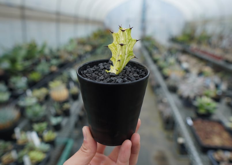 ⭐ユーフォルビア・イエローゴースト⭐ ユーフォルビア イエローゴースト Euphorbia lactea Yellow