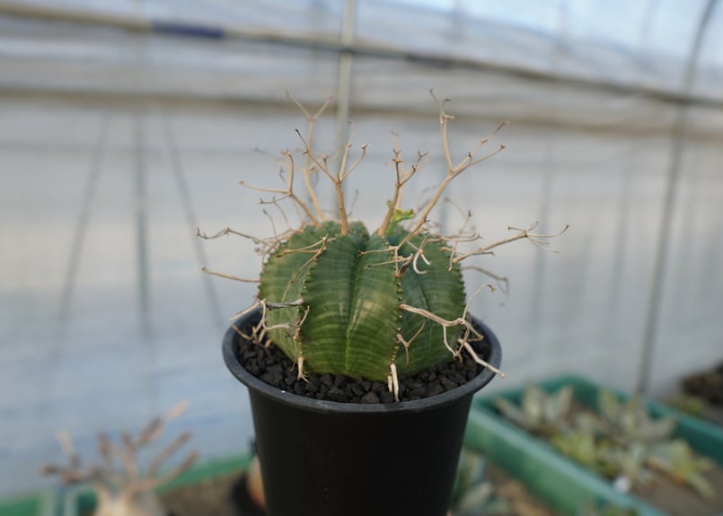 ユーフォルビア　バリダ　スーパーバリダ　valiem鉢付き ユーフォルビア バリダ スーパーバリダ valiem鉢付き - メルカリ