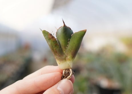 agave titanota FO-76  No.16