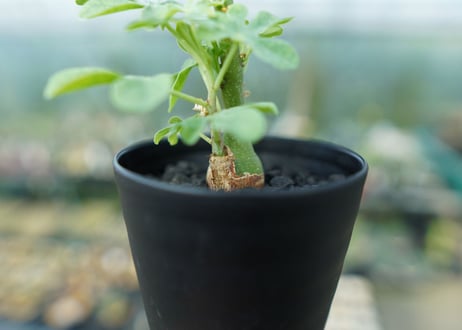 アデニア　グラウカ　Adenia Glauca　No.1