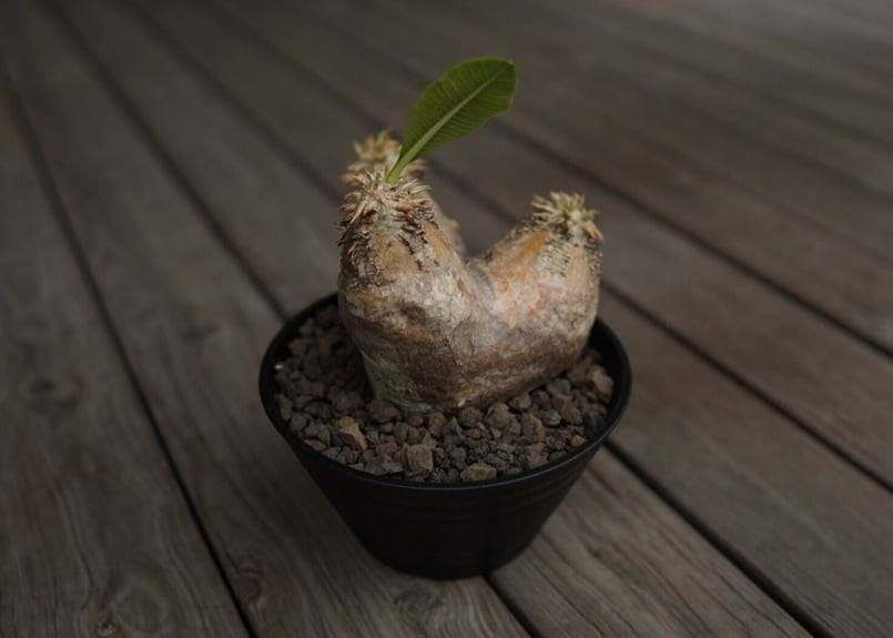 パキポディウム エブレネウム Pachypodium eburneum | mana's fa