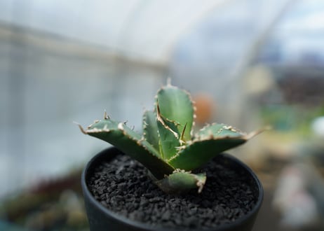 アガベ　チタノタ　FO-76　agave titanota  FO-76　No.3