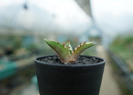 アガベ　チタノタ　萬代厳竜　Agave lophantha×titanota　No.1