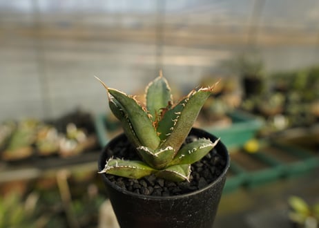 アガベ　チタノタ　FO-76　Agave titanota  FO-76　No.1