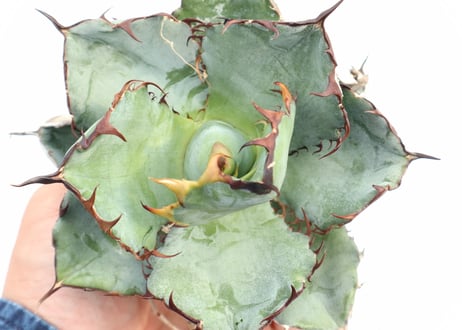 Agave titanota Black &Blue
