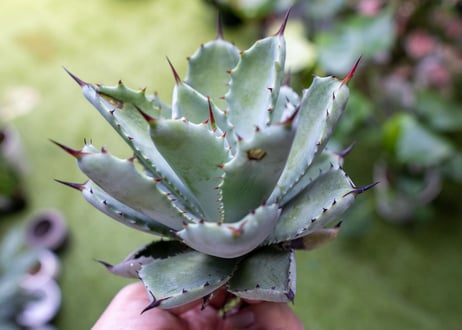 potatorum x macroacantha mini NO.1