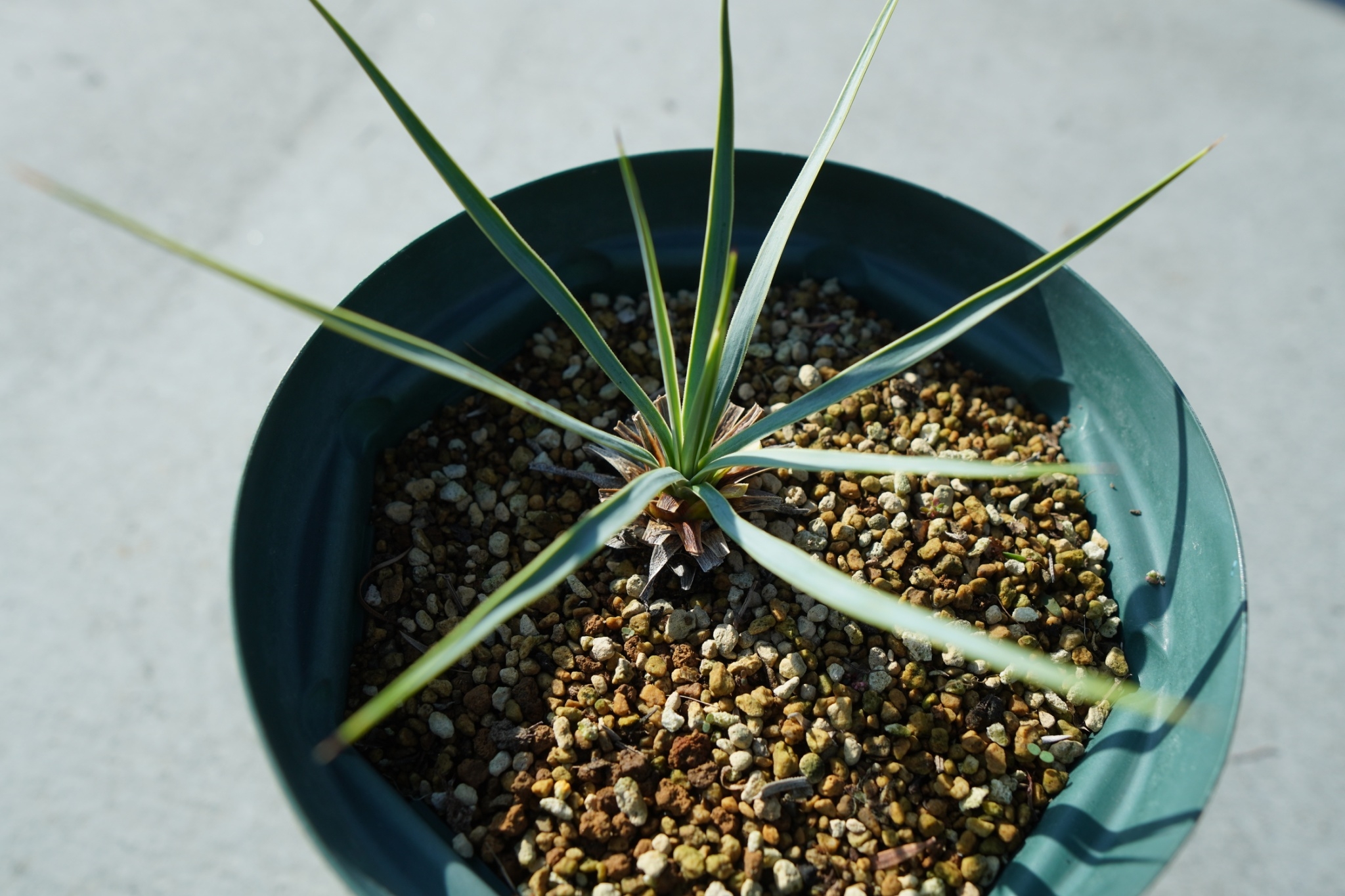 1ユッカリギダ♪ロストラータ好きにも ユッカ ロストラータ yucca rostrata No.1 | mana's farm:塊根