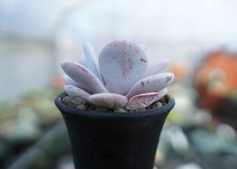 エケベリア　ラウイ　Echeveria laui　No.2