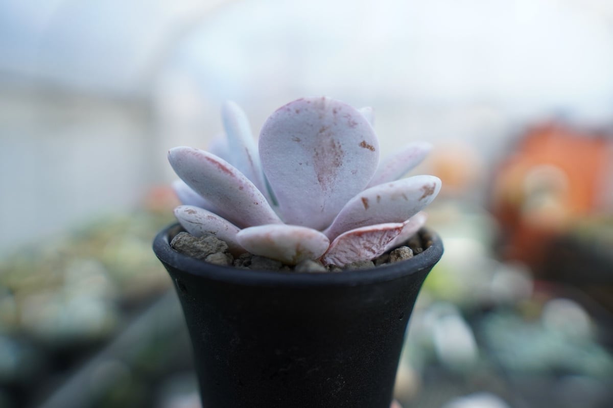 エケベリア ラウイ Echeveria laui No.2 | mana's farm:塊根植
