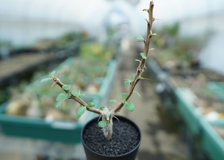 フォークイエリア　フォルモサ　Fouquieria formosa