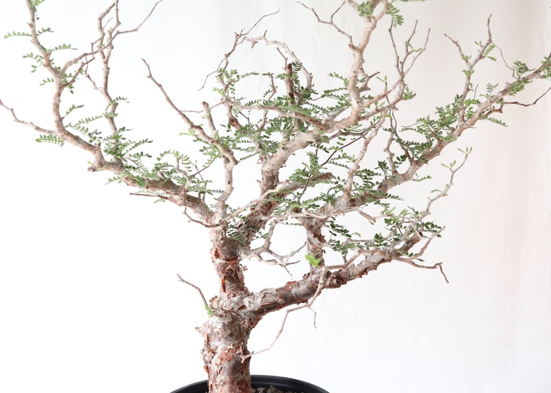 コミフォラ モンストローサ | mana's farm:塊根植物・アガベ・ドライ