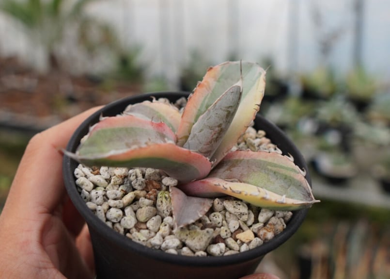 【超希少】アガベ　チタノタ　ホワイトアイス錦　発根済み 超希少】アガベ チタノタ ホワイトアイス錦 発根済み