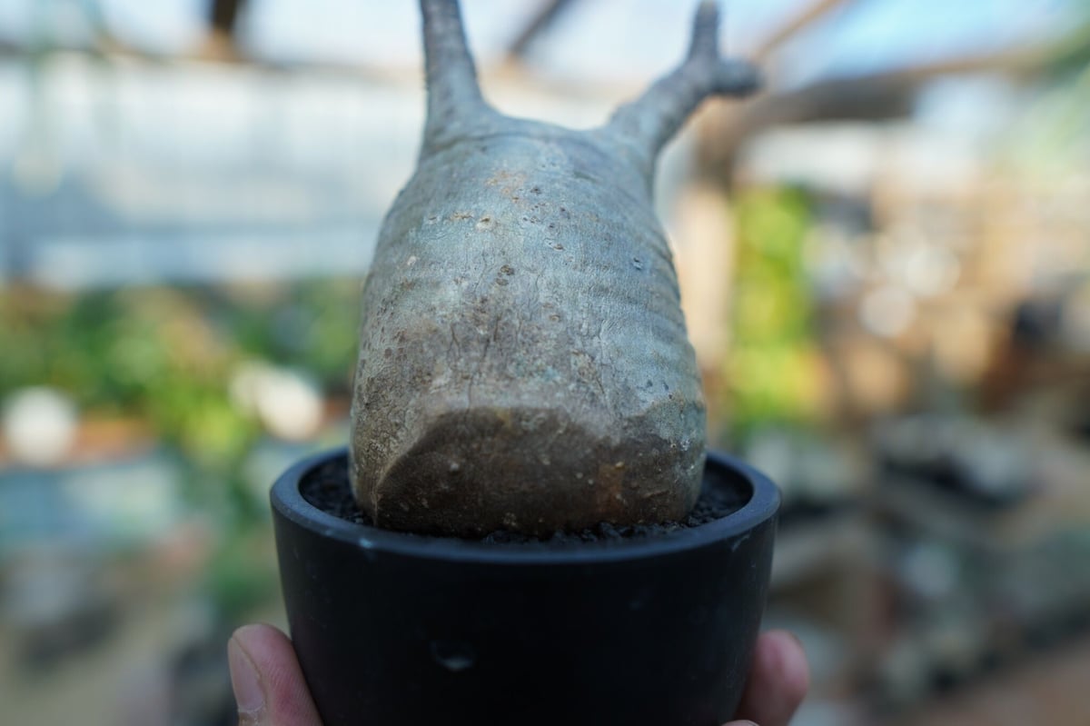 未発根】パキポディウム グラキリス Pachypodium Gracilius No.1