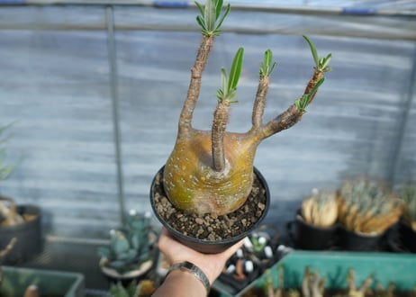 パキポディウム　グラキリス　 Pachypodium Gracilius　No.1