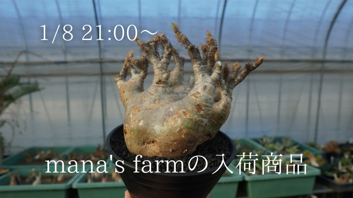 パキポディウムマカイエンセ 現地株 発根済み 【公式通販】