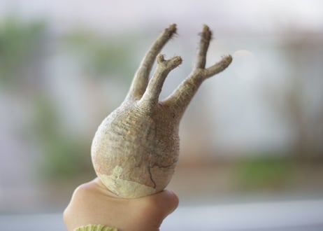 グラキリス　抜き苗《 23 》