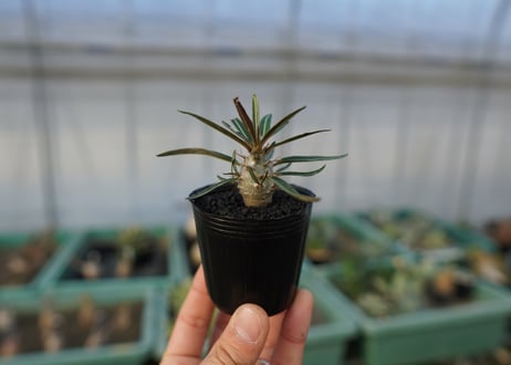 パキポディウム　グラキリス　 Pachypodium Gracilius  No.2