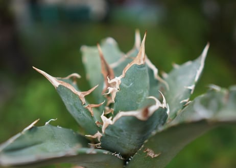 Agave titanota 白鯨 D NO.4