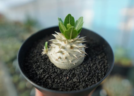 パキポディウム　恵比寿大黒　Pachypodium Densicaule　No.8