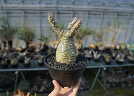 パキポディウム マカイエンセ　Pachypodium makayense　No.2