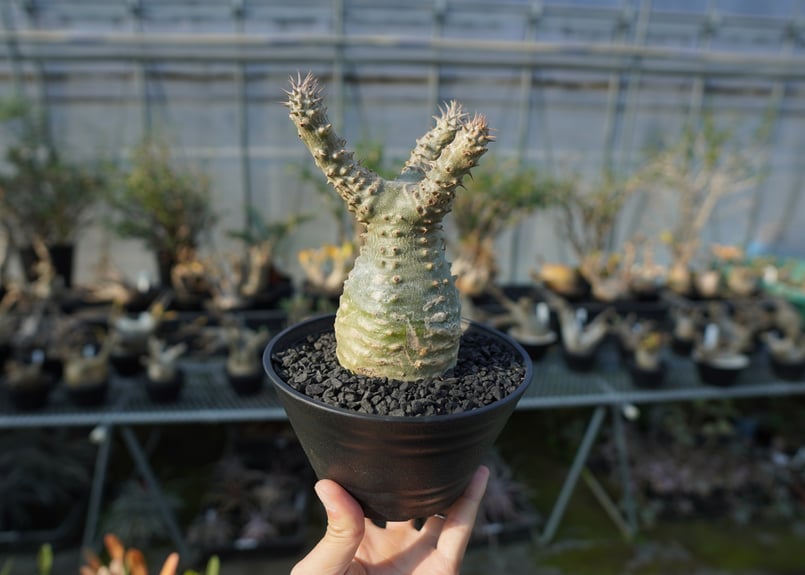 パキポディウム マカイエンセ Pachypodium makayense No.2 | man