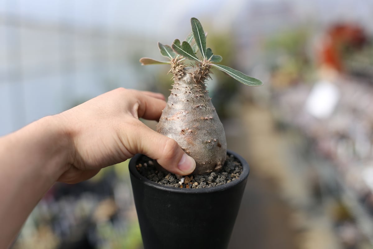 fit=scale-down,w=1200