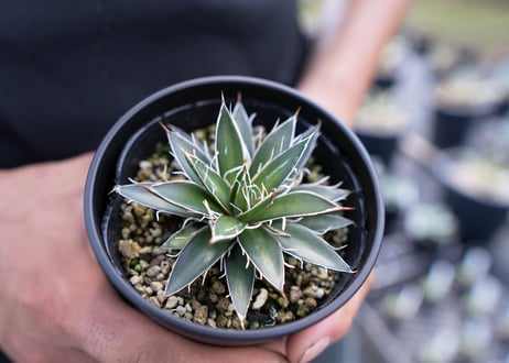 agave filifera schigigera var. white stripe