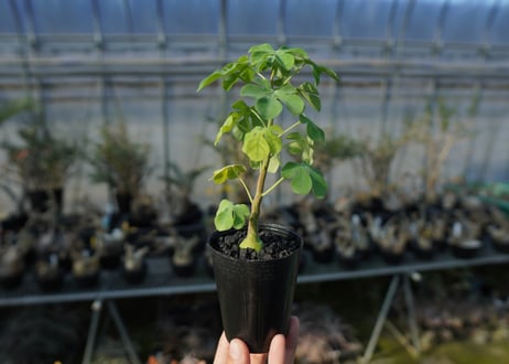 アデニア　グラウカ　Adenia glauca  No.1