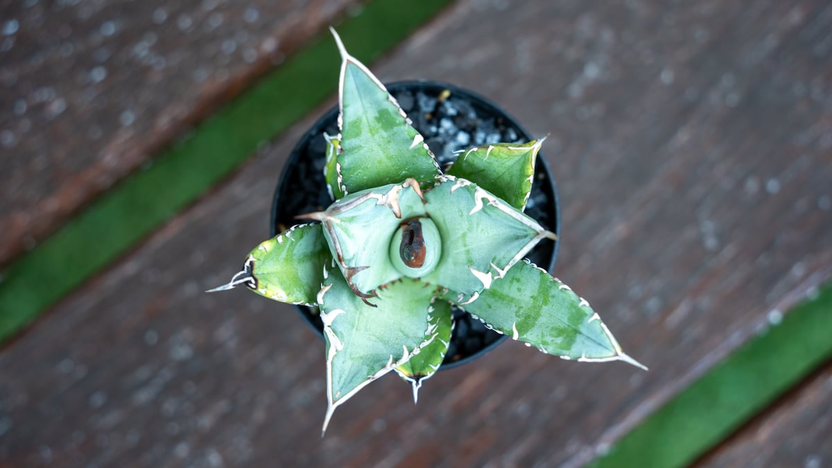 アガベ チタノタ FO76 | mana's farm:塊根植物・アガベ・ドライ