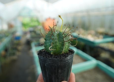 ユーフォルビア　スーパーバリダ　Euphorbia super valida  No.10