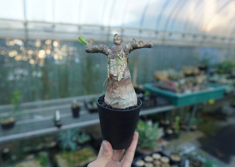 パキポディウム マカイエンセ　Pachypodium makayense　No.3