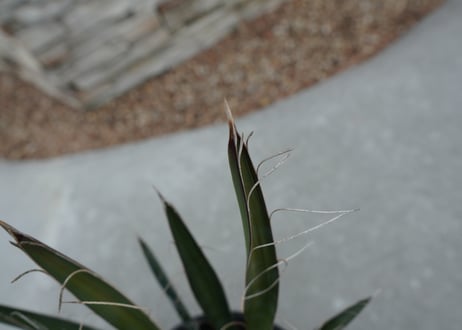 ユッカ　カルネロサーナ Yucca carnerosana  No.1