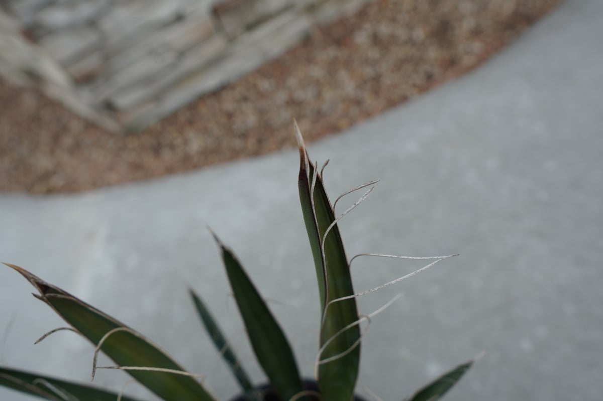 ユッカ カルネロサーナ Yucca carnerosana No.1 | mana's fa