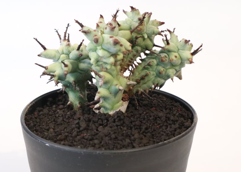 ユーフォルビア 宇田ホリダモンスト | mana's farm:塊根植物・アガベ