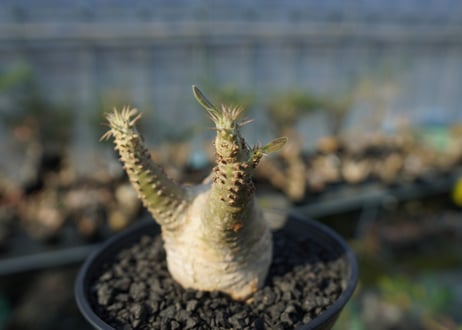 パキポディウム マカイエンセ　Pachypodium makayense　No.6