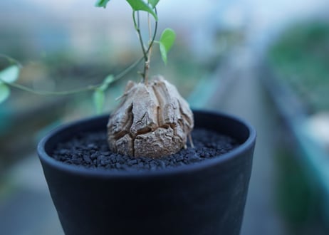 亀甲竜　Dioscorea elephantipes　No.2