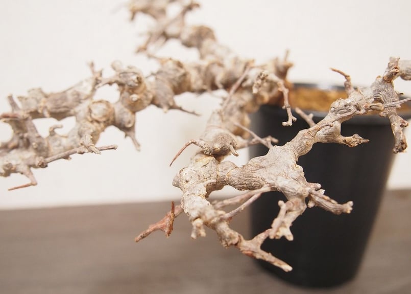 コミフォラ エイル Commiphora sp. Somalia Eyl | mana's g コミフォラ エイル Commiphora sp. Somalia Eyl | mana's g