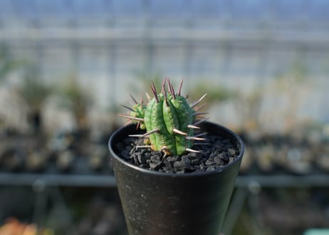 ユーフォルビア　フェロックス　Euphorbia ferox