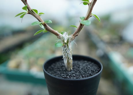 フォークイエリア　フォルモサ　Fouquieria formosa