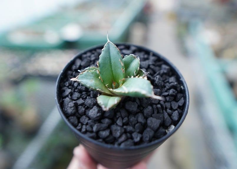 アガベ チタノタ FO-76 Agave titanota FO-76 No.23 | ma