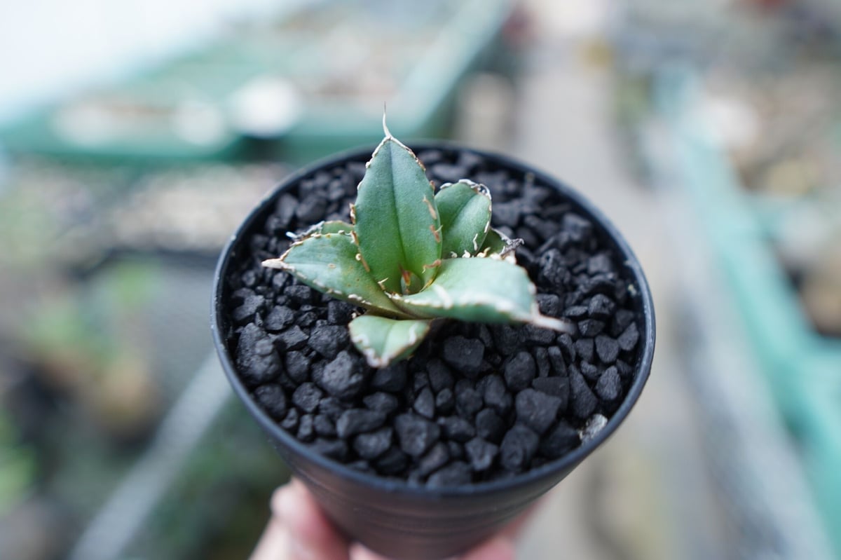 アガベ チタノタ FO-76 Agave titanota FO-76 No.23 | ma