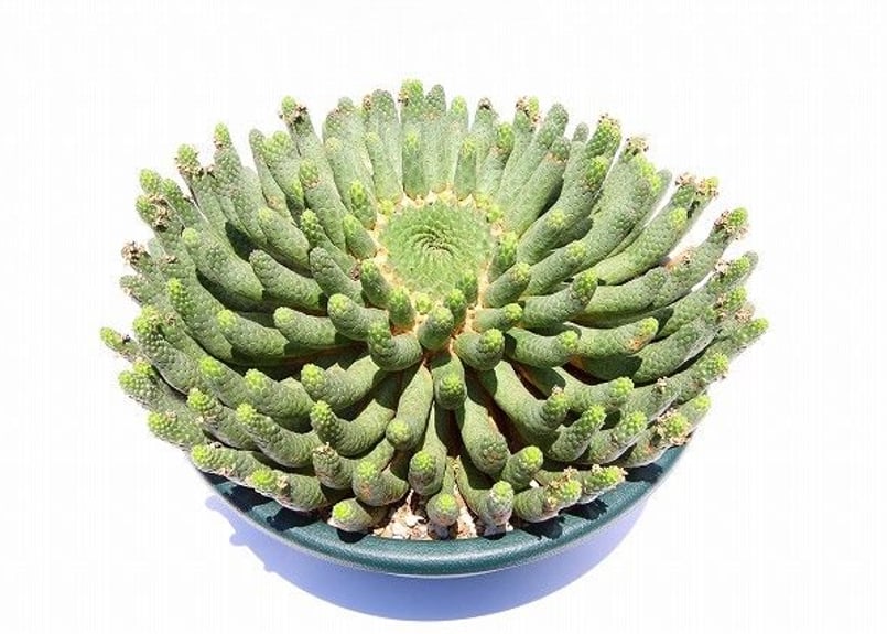 ユーフォルビア エスクレンタ 大株 | mana's farm:塊根植物・アガベ