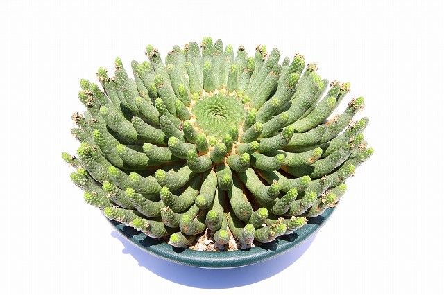 ユーフォルビア エスクレンタ 大株 | mana's farm:塊根植物