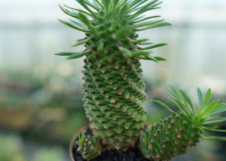 ユーフォルビア　ソテツキリン "パイナップルコーン"　Euphorbia sotetsukirin  No.4
