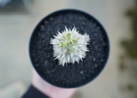 パキポディウム　恵比寿大黒　Pachypodium Densicaule　No.10