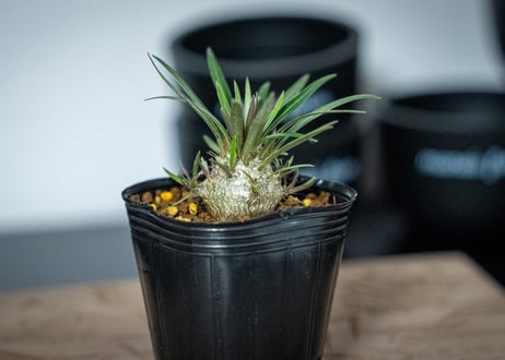 パキポディウム　グラキリス　 Pachypodium Gracilius