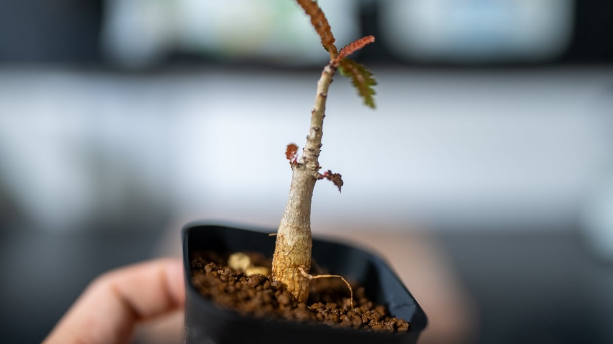 ボスウェリア ソコトラナxナナ 沖縄実生 | mana's farm:塊根